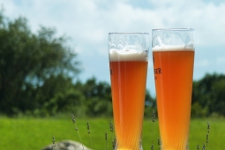 8 Beer Glass Types For Different Beers Guide