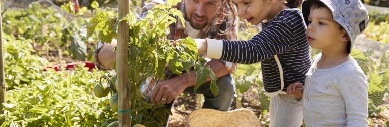 Father And Children Looking At Tomatoes Growing On Allotment