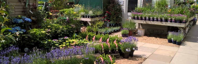 Alban Hill Nurseries Food Festival